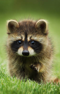 Чохол з розділу Єнот Маленький єнот для Xiaomi Redmi 7A 2