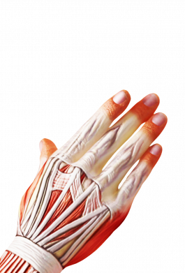 Чехол из раздела Атака на титанов Muscle suit для Xiaomi Redmi Note 9 4G 2