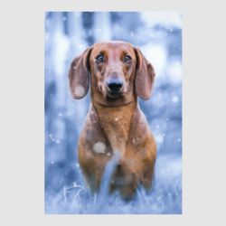 Стикер Beautiful dachshund - FATLINE Стикер Beautiful dachshund