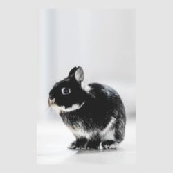 Стікер Gray rabbit - FATLINE Стікер Gray rabbit