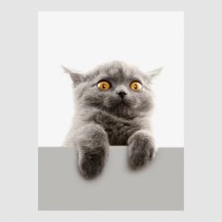 Стікер Original gray cat - FATLINE Стікер Original gray cat