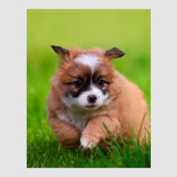 Стікер Puppy dog - FATLINE Стікер Puppy dog